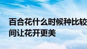 百合花什么时候种比较合适 掌握最佳种植时间让花开更美